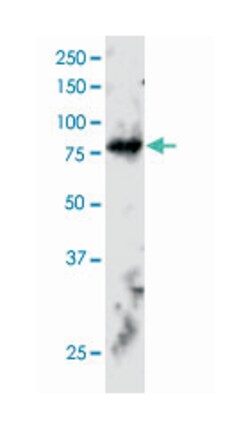 ELMO2, Goat, Polyclonal Antibody, Abnova 100&mu;g; Unlabeled:Antibodies,