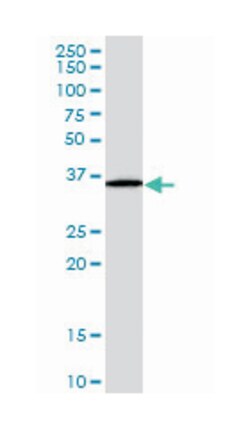 RNF115, Goat, Polyclonal Antibody, Abnova 100&mu;g; Unlabeled:Antibodies,