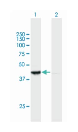 period homolog 3 (Drosophila), Mouse, Purified MaxPab Polyclonal Antibody,