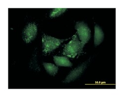 period homolog 3 (Drosophila), Mouse, Purified MaxPab Polyclonal Antibody,