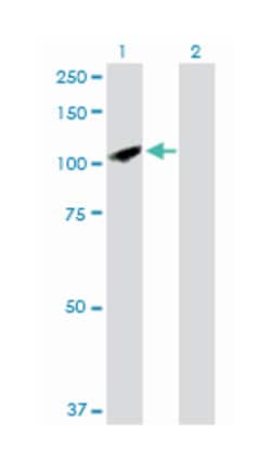 synaptojanin 2, Rabbit, Purified MaxPab Polyclonal Antibody, Abnova 100&mu;g;