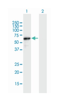 NAE1, Mouse, Purified MaxPab Polyclonal Antibody, Abnova 50&mu;g; Unlabeled:Antibodies,