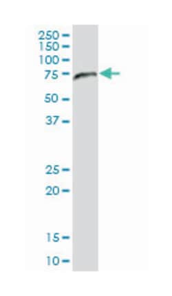 NAE1, Mouse, Purified MaxPab Polyclonal Antibody, Abnova 50&mu;g; Unlabeled:Antibodies,