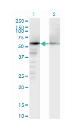 NAE1, Mouse, Clone: 2E9-D12, Abnova&trade;