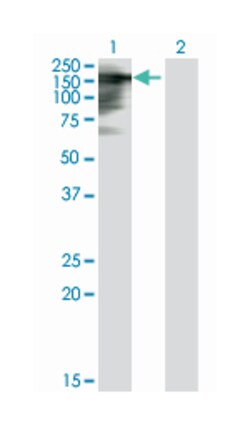 timeless homolog (Drosophila), Mouse, Purified MaxPab Polyclonal Antibody,