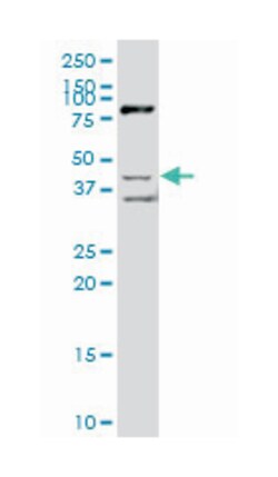 src kinase associated phosphoprotein 2 (A01), Mouse anti-Human, Polyclonal
