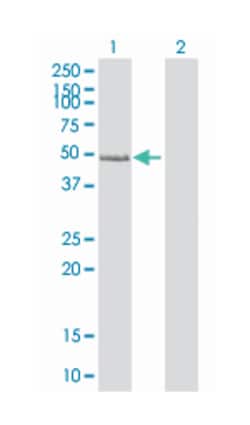 src kinase associated phosphoprotein 2 (B01), Mouse anti-Human, Polyclonal