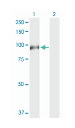 HAP1, Rabbit, Purified MaxPab Polyclonal Antibody, Abnova 100&mu;g; Unlabeled:Antibodies,