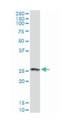 chloride intracellular channel 3, Rabbit, Purified MaxPab Polyclonal Antibody,