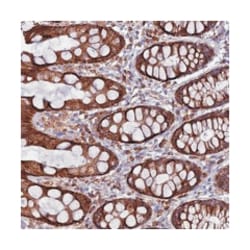 UAP1L1, Rabbit, Polyclonal Antibody, Abnova 100 &mu;L | Buy Online | Abnova Corporation | Fisher Scientific