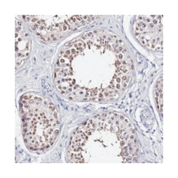 ACTL6B Rabbit anti-Human, Polyclonal Antibody, Abnova 100&mu;L; Unlabeled:Antibodies,