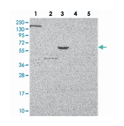 MUC13, Rabbit, Polyclonal Antibody, Abnova 100 &mu;L | Buy Online | Abnova Corporation | Fisher Scientific