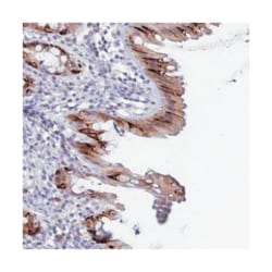 MUC13, Rabbit, Polyclonal Antibody, Abnova 100 &mu;L | Buy Online | Abnova Corporation | Fisher Scientific