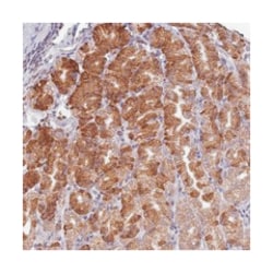 SCAF1, Rabbit, Polyclonal Antibody, Abnova 100&mu;L; Unlabeled:Antibodies,