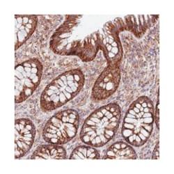MRPL20 Rabbit anti-Human, Polyclonal Antibody, Abnova 100 &mu;L | Buy Online | Abnova Corporation | Fisher Scientific