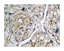 INSL4 Rabbit anti-Human, Polyclonal Antibody, Abnova 100 &mu;L | Buy Online | Abnova Corporation | Fisher Scientific