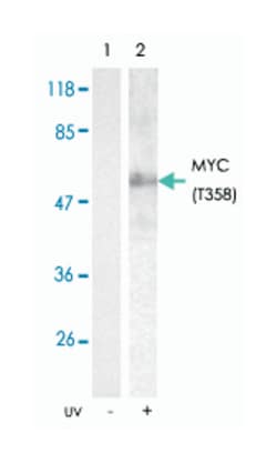 MYC (phospho T358), Rabbit anti-Human, Mouse, Rat, Polyclonal Antibody, Abnova 100 &mu;g | Buy Online | Abnova Corporation | Fisher Scientific