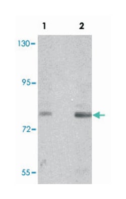 NBN Rabbit anti-Human, Mouse, Rat, Polyclonal Antibody, Abnova 100&mu;g;