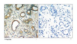 PTPN11 (phospho Y580), Rabbit anti-Human, Mouse, Rat, Polyclonal Antibody,