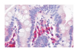 GPR39 Rabbit anti-Horse, Human, Mouse, Rabbit, Rat, Polyclonal Antibody, Abnova 50 &mu;g | Buy Online | Abnova Corporation | Fisher Scientific