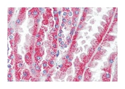 WNT16 Rabbit anti-Hamster, Human, Mouse, Rat, Polyclonal Antibody, Abnova