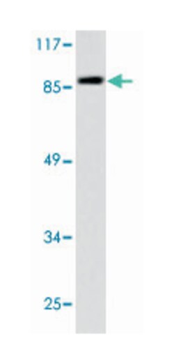 MCM5, Rabbit, Polyclonal Antibody, Abnova 100&mu;L; Unlabeled:Antibodies,