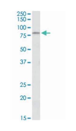 Cd97, Goat, Polyclonal Antibody, Abnova 100 &mu;g | Buy Online | Abnova Corporation | Fisher Scientific