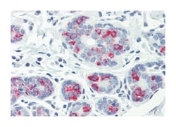 Abnova Corporation ITGA6 Rabbit anti-Horse, Human, Polyclonal Antibody, Abnova™