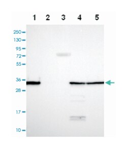 LDHC, Rabbit, Polyclonal Antibody, Abnova 100&mu;L; Unlabeled:Antibodies,