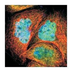 AKT1 Rabbit anti-Human, Polyclonal Antibody, Abnova 100 &mu;L | Buy Online | Abnova | Fisher Scientific