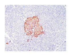 CGA, Mouse, Clone: HCGa/53, Abnova 100&mu;g; Unlabeled:Antibodies, Monoclonal