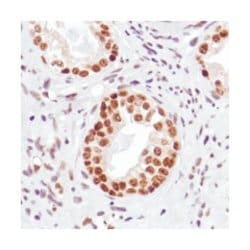 Aurora Kinase A/B/C, Rabbit, Clone: SP201, Abnova 100&mu;L; Unlabeled:Antibodies,