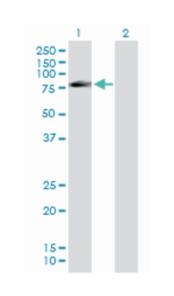 Fas (TNFRSF6) associated factor 1, Rabbit, Purified MaxPab Polyclonal Antibody,