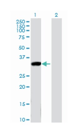 kallikrein-related peptidase 8, Mouse, Purified MaxPab Polyclonal Antibody,