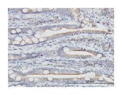 thioredoxin domain containing 4 (endoplasmic reticulum), Mouse, Clone: