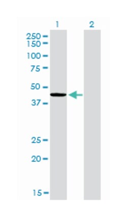TXNDC4, Mouse, Clone: 3C7, Abnova 200&mu;L; Unlabeled:Antibodies, Monoclonal