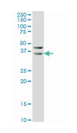 hairy/enhancer-of-split related with YRPW motif-like, Mouse, Clone: 1F6,