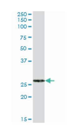 FK506 binding protein 7, Mouse, Purified MaxPab Polyclonal Antibody, Abnova