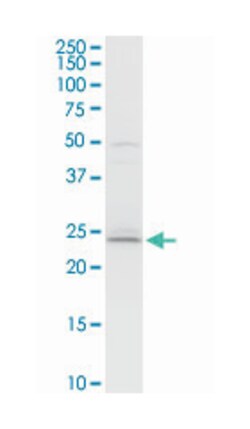 B-cell receptor-associated protein 29, Rabbit, Purified MaxPab Polyclonal
