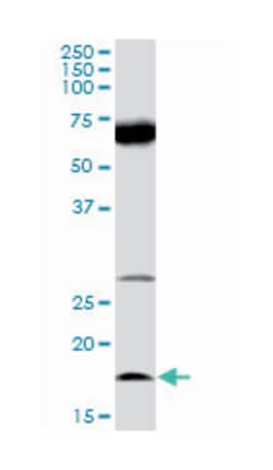 interleukin 21, Rabbit, Purified MaxPab Polyclonal Antibody, Abnova 100&mu;g;