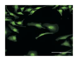bol, boule-like (Drosophila), Rabbit, Purified MaxPab Polyclonal Antibody, Abnova 100 &mu;g | Buy Online | Abnova Corporation | Fisher Scientific