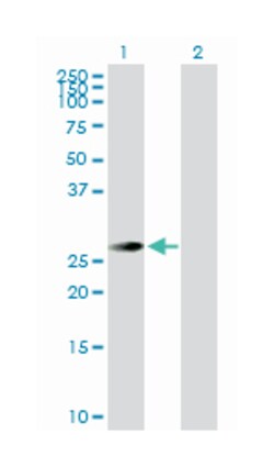 testis-specific serine kinase 3, Rabbit, Purified MaxPab Polyclonal Antibody,