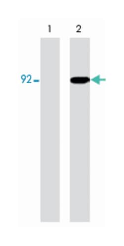 STAT5A, Mouse, Clone: M148, Abnova 100&mu;L; Unlabeled:Antibodies, Monoclonal