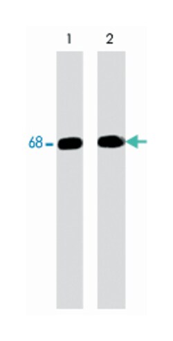 PTPN6, Mouse, Clone: M160, Abnova 100 &mu;L | Buy Online | Abnova | Fisher Scientific