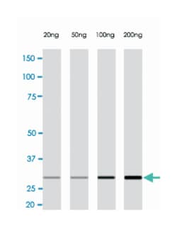 C1QTNF5, Rabbit, Clone: A14-A, Abnova 50&mu;L; Unlabeled:Antibodies, Monoclonal