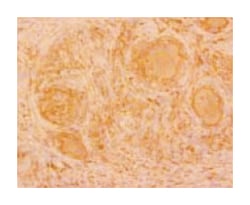 MSR1, Mouse, Clone: SRA-E5, Abnova 50&mu;g; Unlabeled:Antibodies, Monoclonal