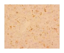 MSR1, Mouse, Clone: SRA-E5, Abnova 50&mu;g; Unlabeled:Antibodies, Monoclonal