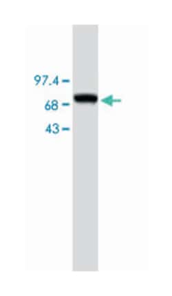 MSR1, Mouse, Clone: SRA-E5, Abnova 50&mu;g; Unlabeled:Antibodies, Monoclonal