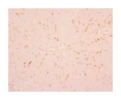 Macrophage/monocyte, Mouse, Clone: RbM2, Abnova 50&mu;g; Unlabeled:Antibodies,
