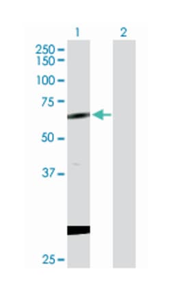 copine I, Rabbit, Purified MaxPab Polyclonal Antibody, Abnova 100&mu;g;